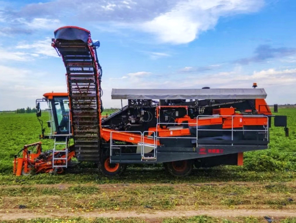 China Develops Homegrown Tomato Harvester with 80-Ton Hourly Capacity